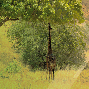 Permanent Capital Vehicles: Diversify Revenue Streams and Benefit from Demand Growth